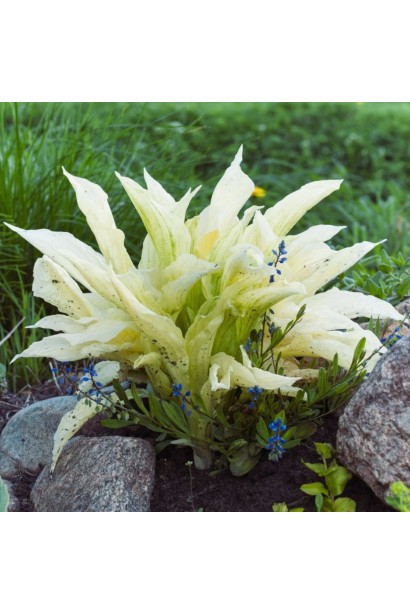 Хоста White Feather  догляд